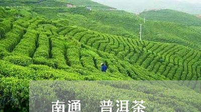 南通 普洱茶/2023042828527